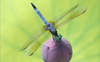 Forget Butterflies. Dragonflies Have an Ever Better Story!