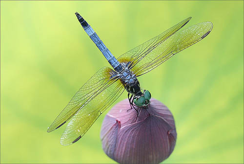 Forget Butterflies. Dragonflies Have an Ever Better Story!