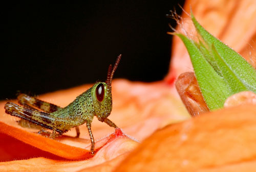 What the Grasshopper Has to Teach Us About Shame and Rebirth