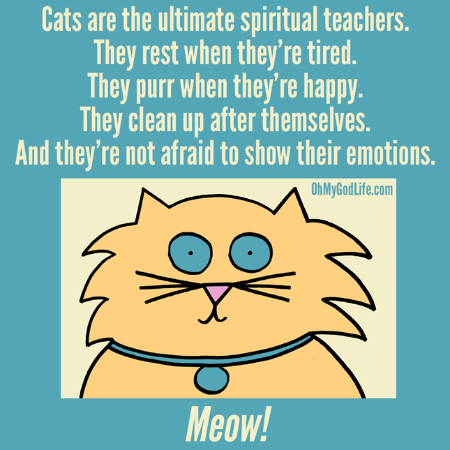 Cats Are Spiritual Teachers